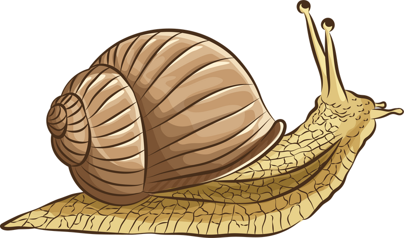 Snail Insects Illustration