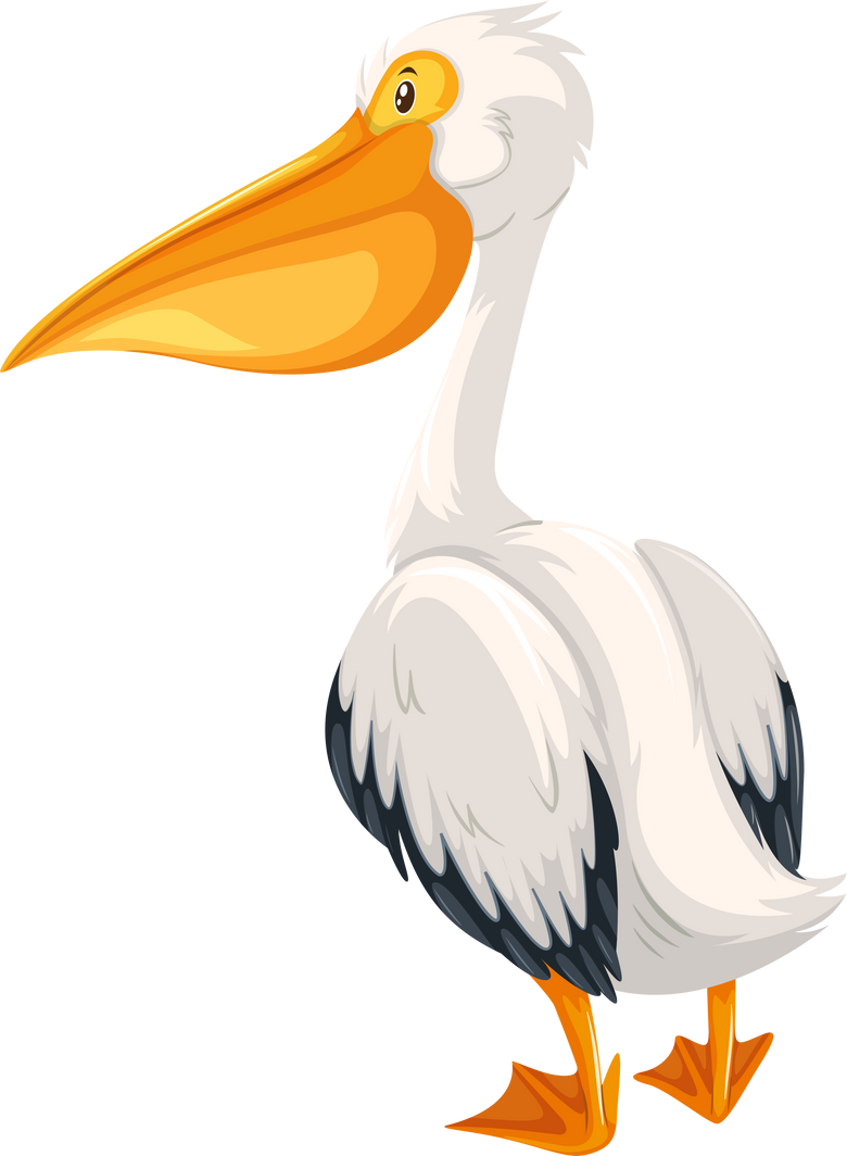 A pelican on white background