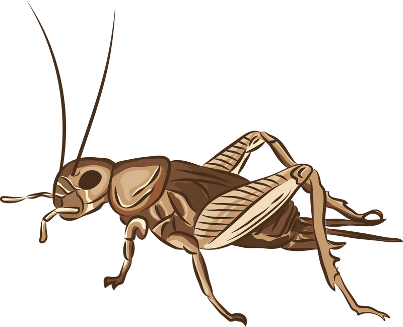 Crickets Insects Illustration