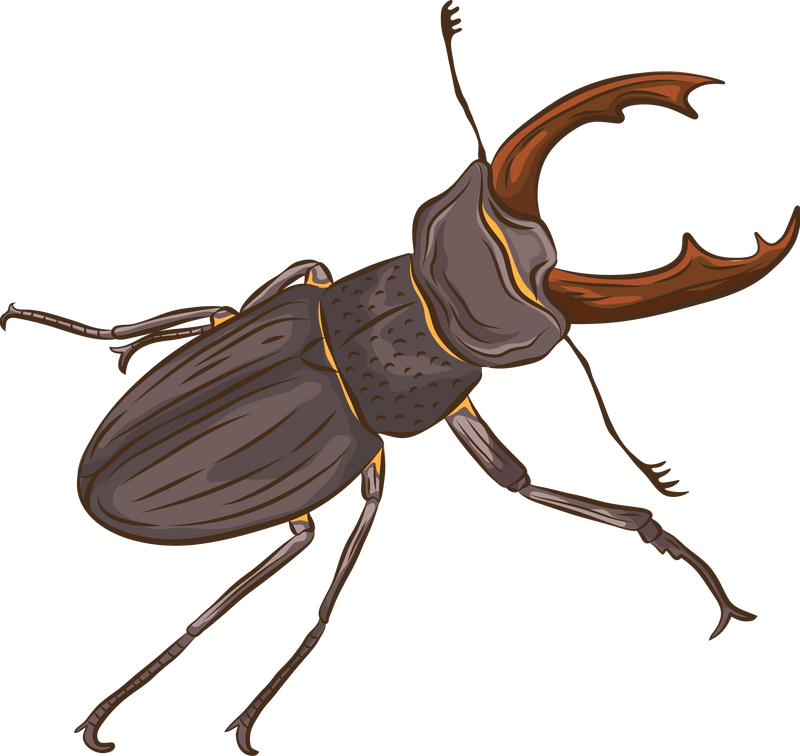 Woodlouse Insects Illustration