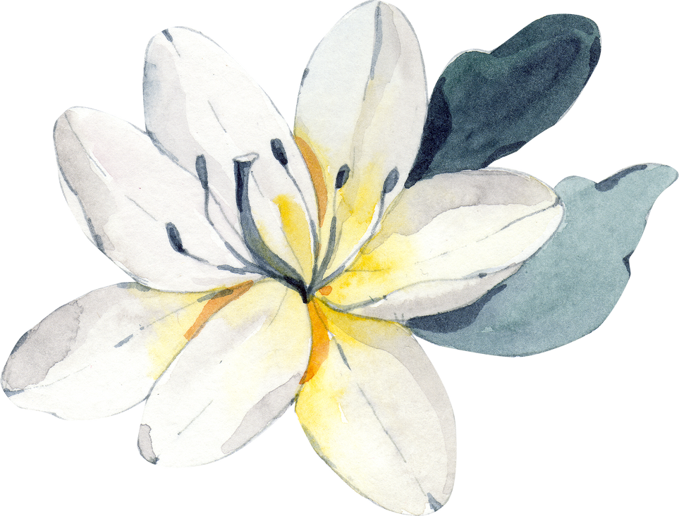 watercolor white lily flower illustration