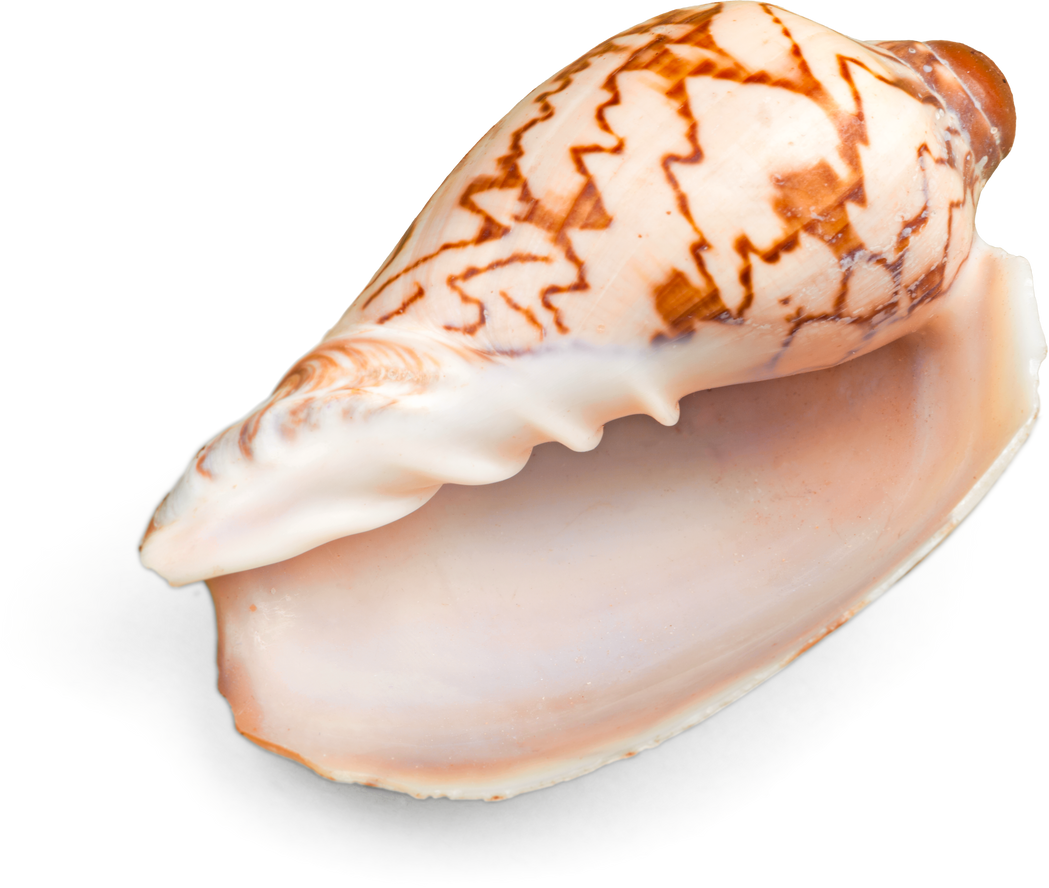 Conch Shell Isolated