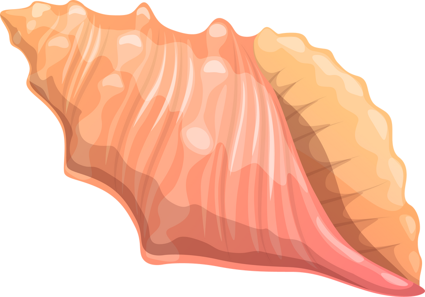 Sea Shell, Cartoon Vector Ribbed Cantharus Conch