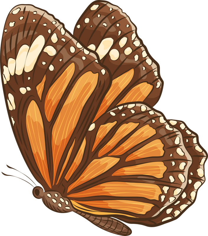 Butterflies Insects Illustration