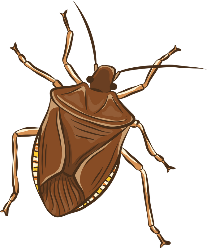 Stinkbug Insects Illustration