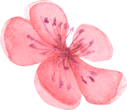 watercolor cherry blossom, pink flower