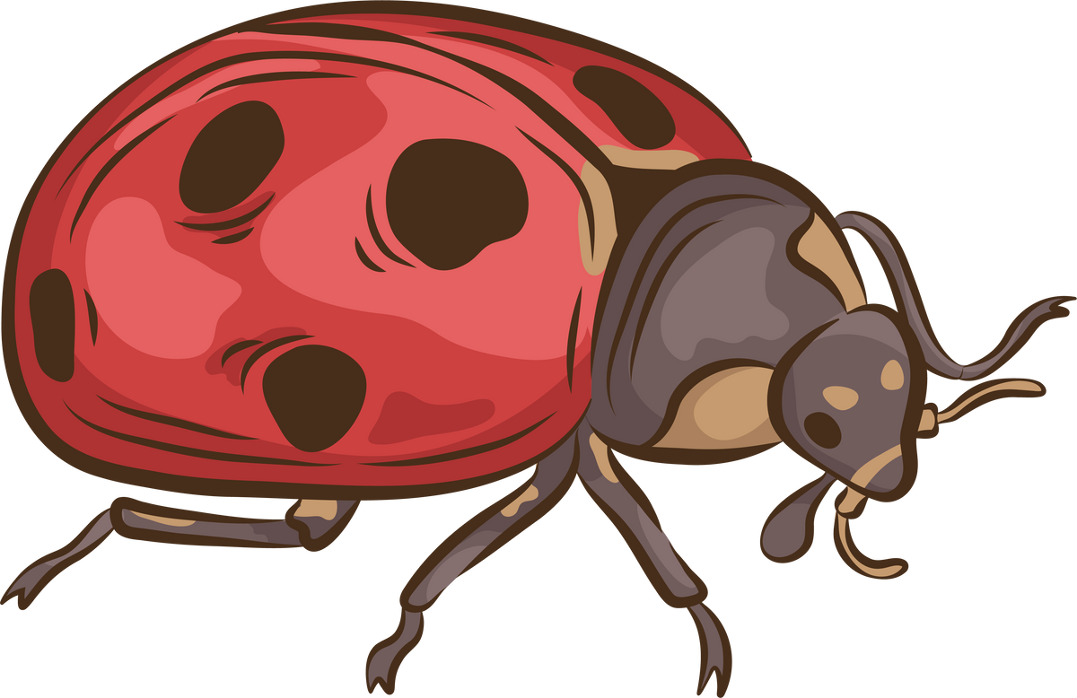 Ladybug Insects Illustration