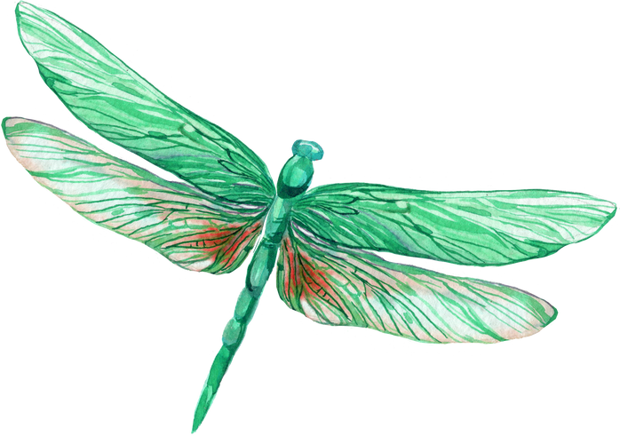 Dragonfly Watercolor